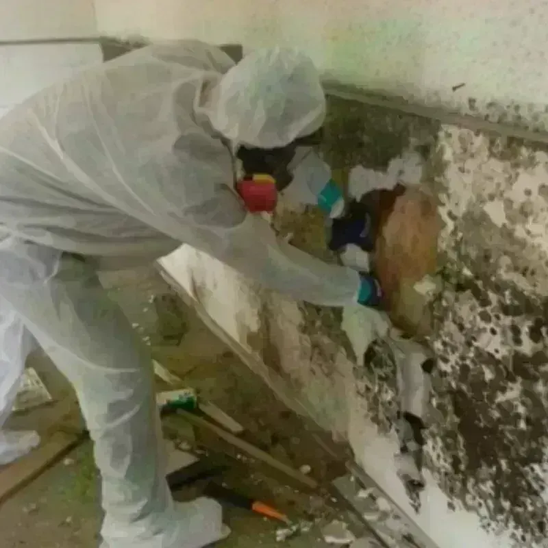 Mold Remediation and Removal in Kemp, TX